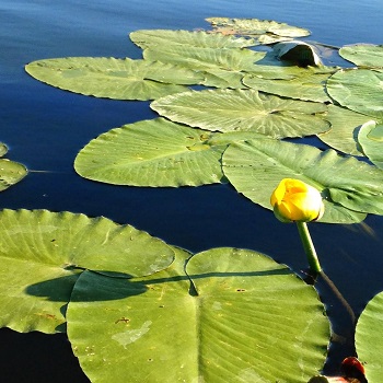 Pentwater water lily